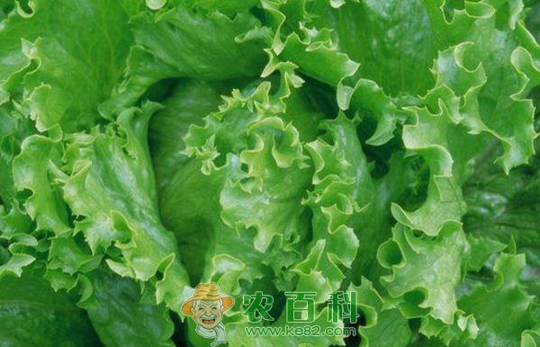 生菜主要病害的防治
