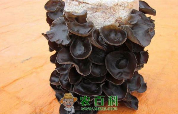 温室有机木耳病害常见防治措施
