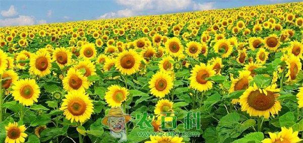 哈巴河县晚熟向日葵花开遍田野