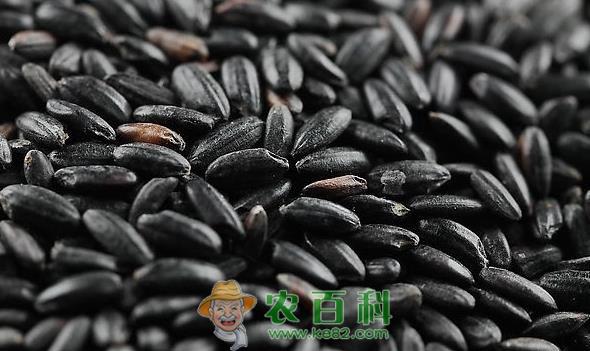 如何辨别黑米的优劣程度?