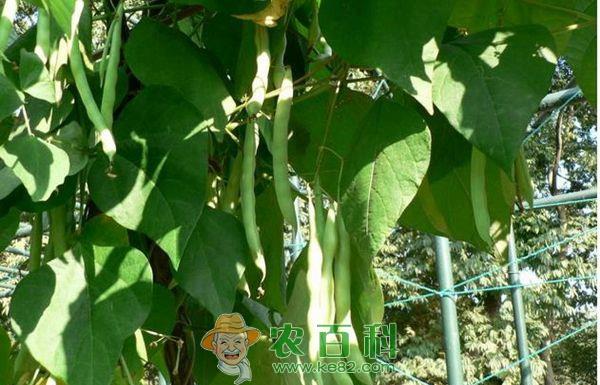 豆角 大棚豆角病害防治技术