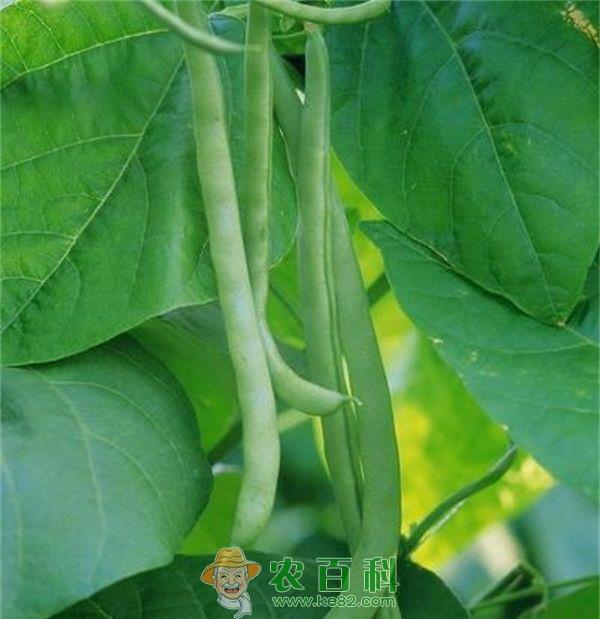 四季豆常见病虫害的症状及防治