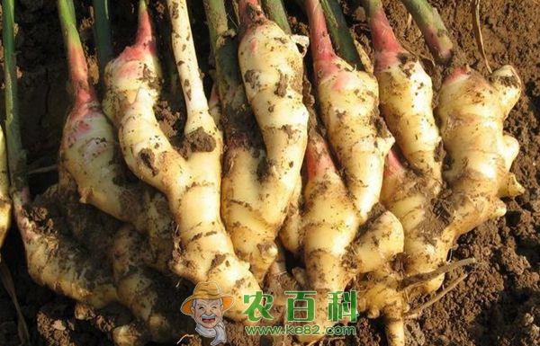 生姜种植技术的催芽方法