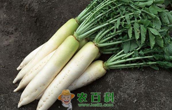 萝卜 白萝卜出口前景广