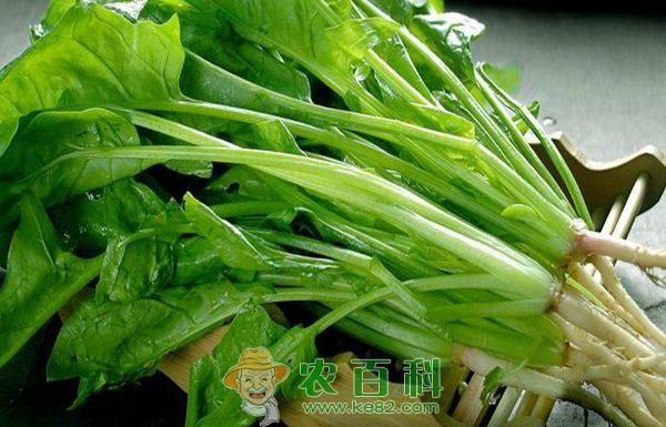吃菠菜能补铁吗