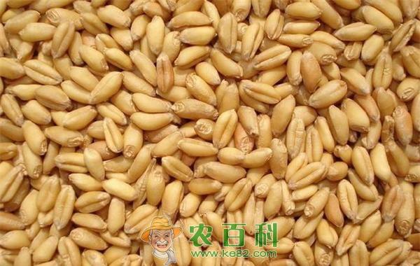 今年华北小麦将会持续一枝独秀 土客网网 今年华北小麦将会持续一枝独秀