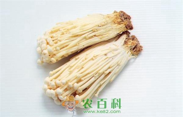 金针菇 天津宝坻“智能”金针菇俏销北方市场