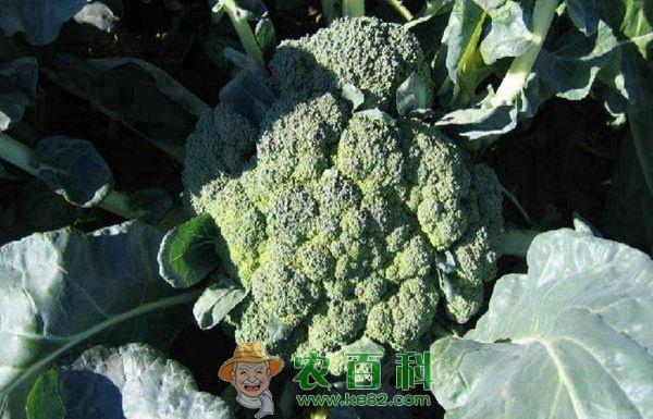 西兰花种植技术及再生法--土客网网 西兰花种植技术及再生法