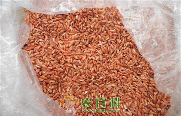 红米品种及购种地点