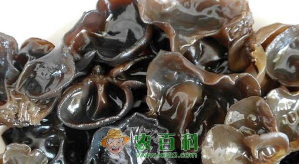 木耳储藏的技术要点 土客网网 木耳储藏的技术要点