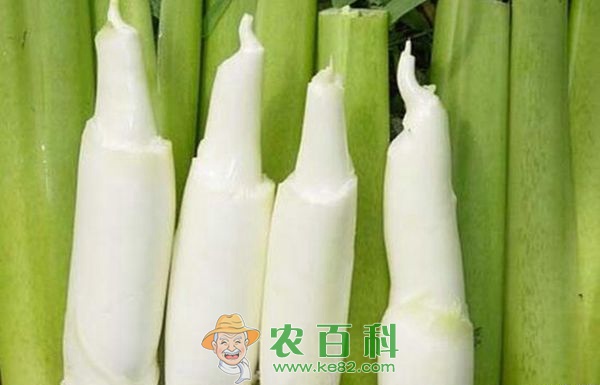 茭白 茭白黑粉病的发生及综合防治