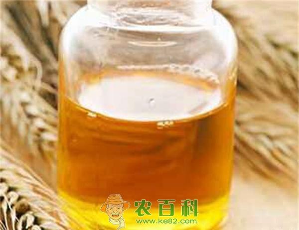 小麦胚芽油