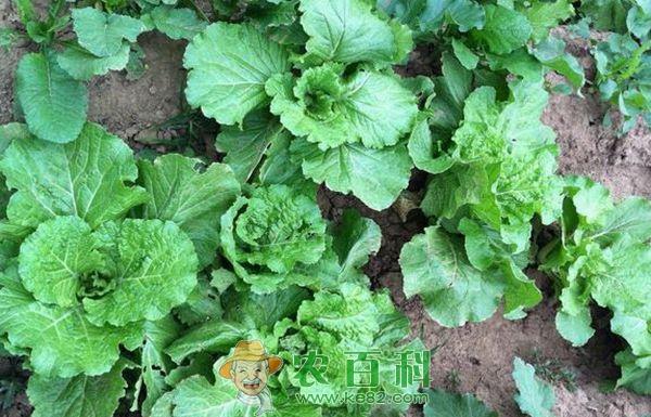 青菜 小青菜怎么种植