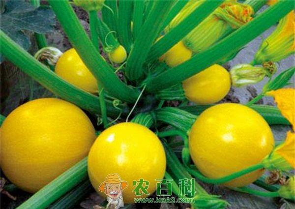 日光温室西葫芦压蔓高产的栽培技术