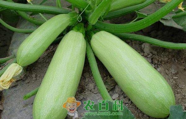温室西葫芦种植要领 温室西葫芦种植要领