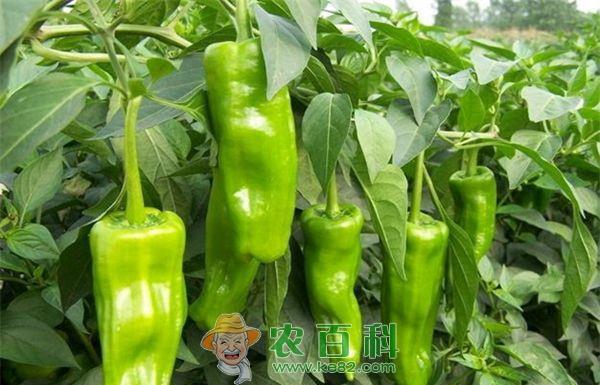 夏茬青椒 夏茬青椒:精细管理促高产