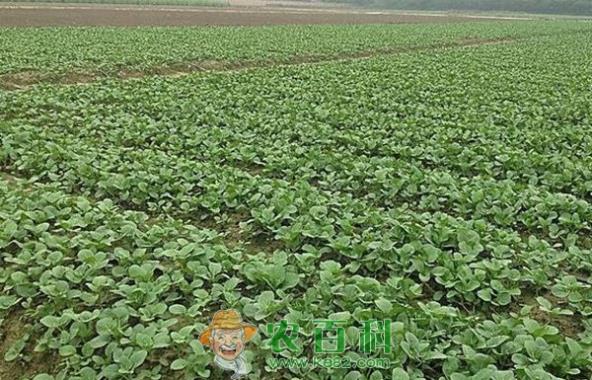 菜心白锈病--土客网网 菜心白锈病