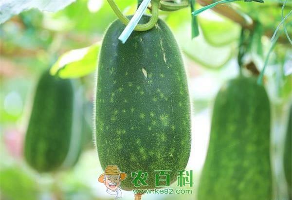 冬瓜裂果的原因和防治措施 土客网网 冬瓜裂果的原因和防治措施