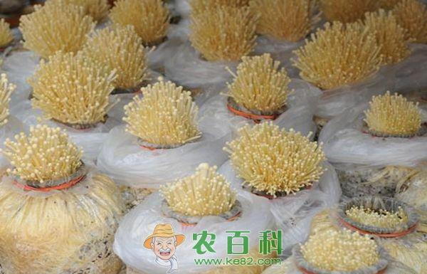 如何防治金针菇黑头病