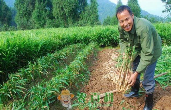 生姜种植技术的催芽方法