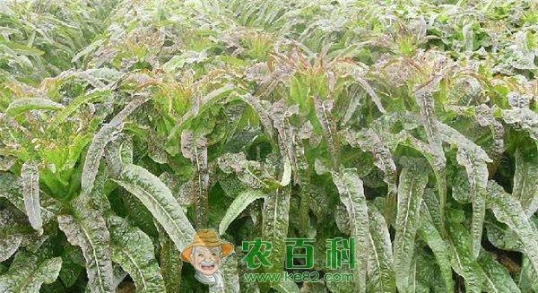 莴苣 莴苣水培技术