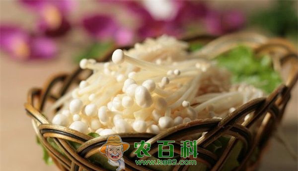 金针菇“六改”可高产