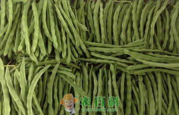 豆角 你知道豆角应先洗再择吗?