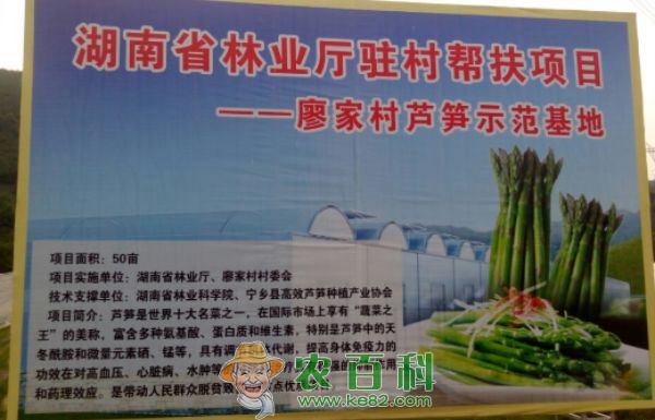 双牌县麻江镇芦笋种植长势喜人