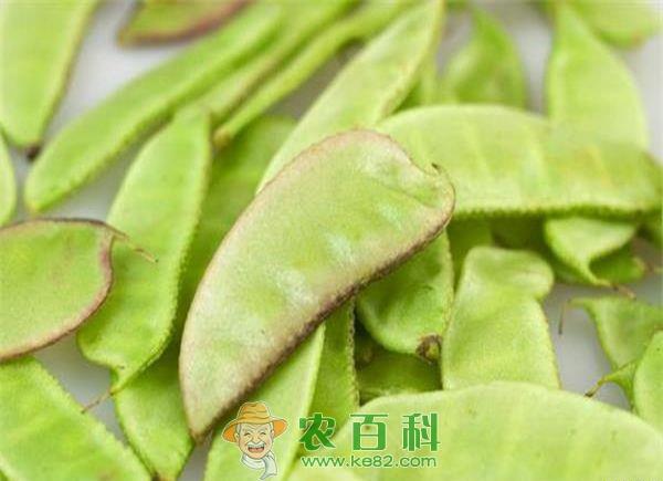 扁豆的药用功效