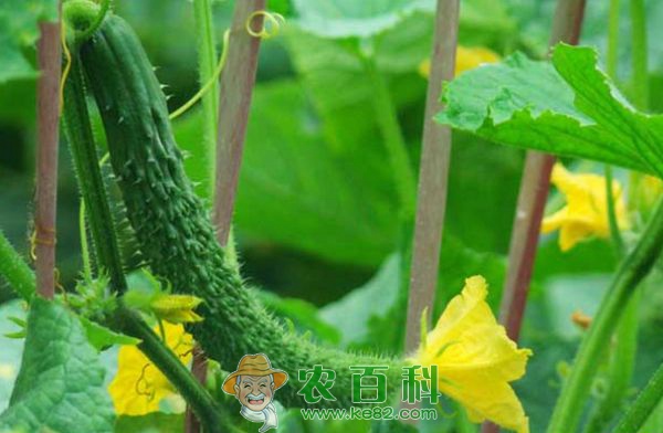 黄瓜如何施肥
