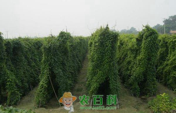山药种植的施肥技术