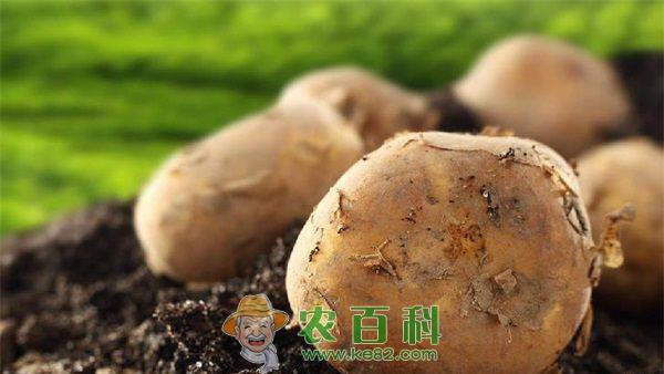 土豆 监管部门调查发芽土豆