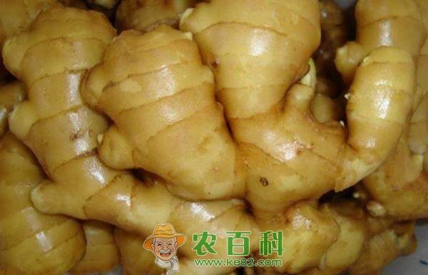 生姜 山东单县生姜价格创十年新高