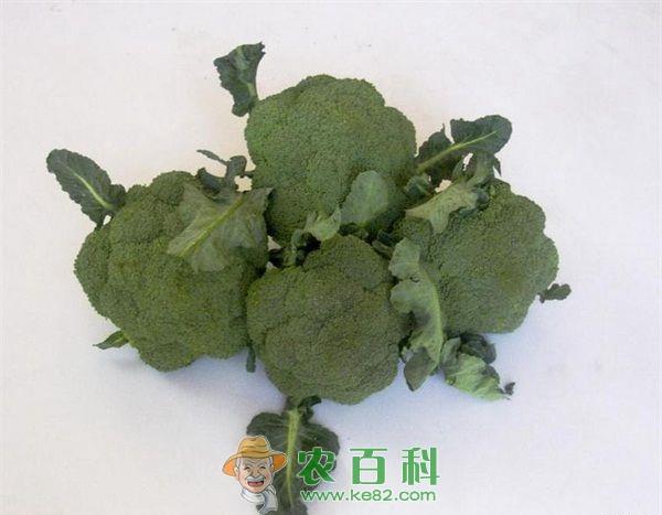 西兰花 西兰花灰霉病