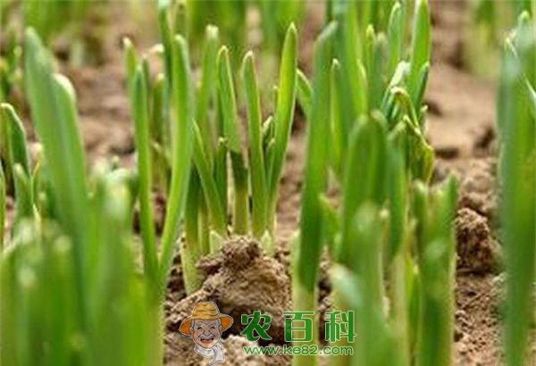 大葱种植技术之秋播育苗 土客网网 大葱种植技术之秋播育苗