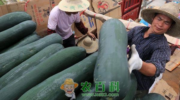广东清远冬瓜广州市场热卖 土客网 广东清远冬瓜广州市场热卖