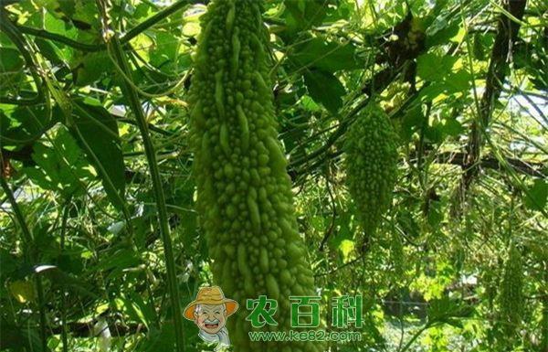 苦瓜的种植管理技术要点