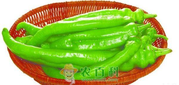 青椒高产栽培技术