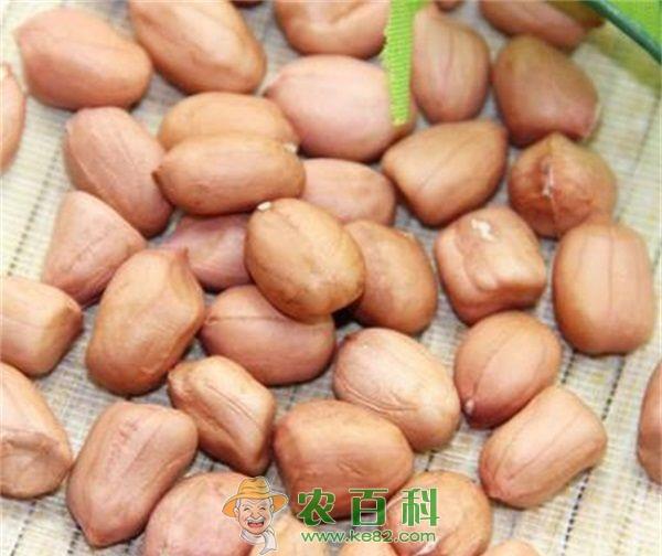 花生 山东临沭县花生原种补贴项目合同顺利签订