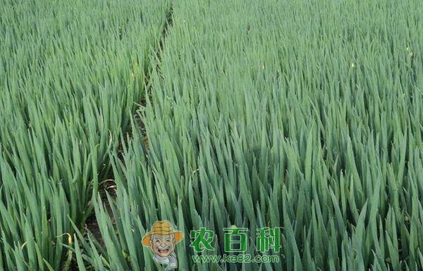 夏季香葱种植技术