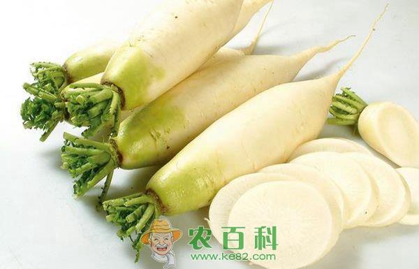看萝卜的“四奇”