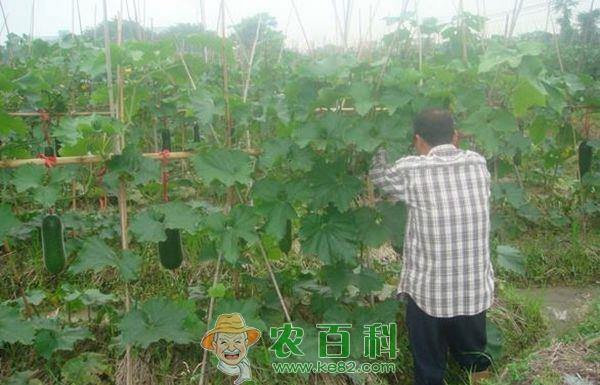 冬瓜种植 黑皮冬瓜种植与管理