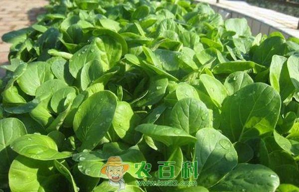 青菜种植 青菜种植的软腐病防治方法