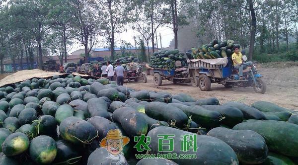 广州南沙区冬瓜正丰收 土客网网 广州南沙区冬瓜正丰收