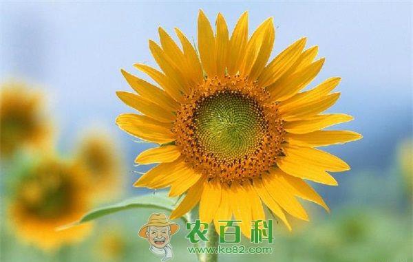 美国男子为纪念亡妻种7公里向日葵
