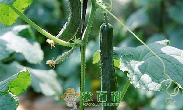 荷兰小黄瓜的栽培技术