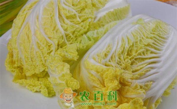 娃娃菜软腐病的防治方法