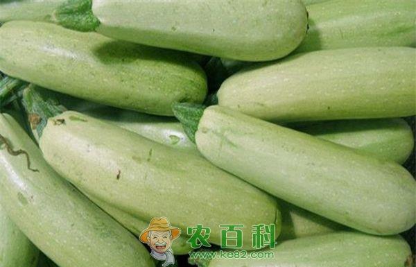 西葫芦：从远古走上今天的餐桌