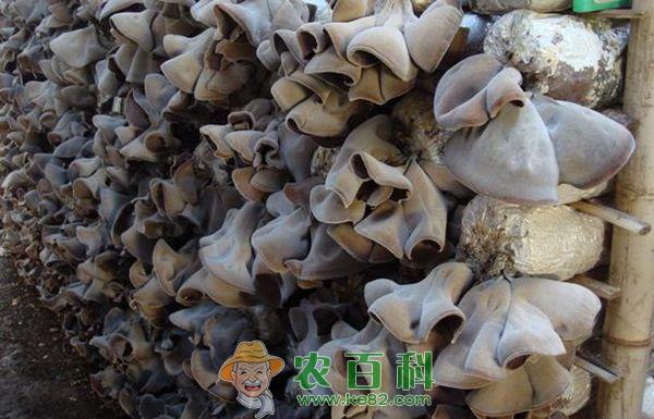 荫棚层架袋栽黑木耳技术 荫棚层架袋栽黑木耳技术