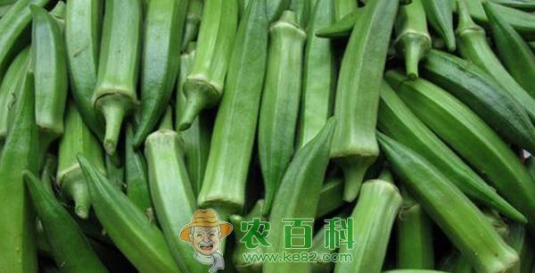 福建南安黄秋葵价格大跌变“平民菜”